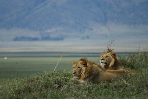 lion du Ngorongoro
